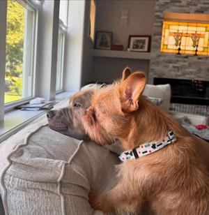 Miss Vicki, French Bulldog / Shih Tzu, adult, available for adoption