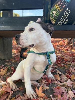Frankenweenie, American Staffordshire Terrier, puppy, available for adoption