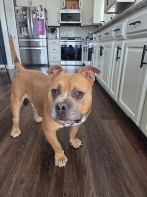 A brown dog standing on a wooden floor in a kitchen.
