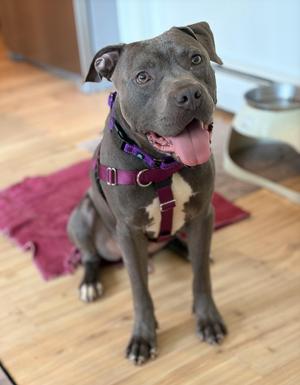 Julien, American Staffordshire Terrier, adult, available for adoption