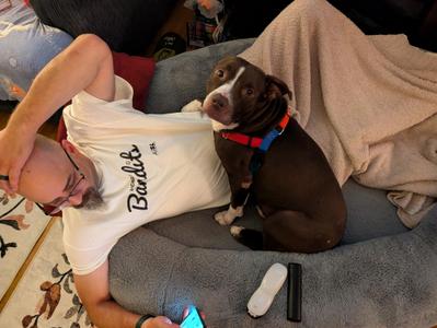 Bradley, Pit Bull Terrier, adult, available for adoption
