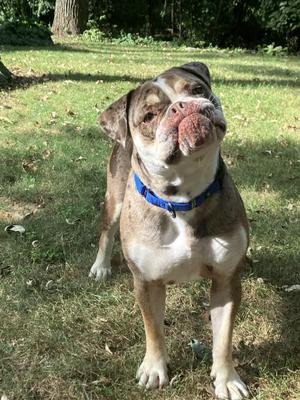 A brown and white dog with a blue collar standing on grass, looking up with its head tilted.