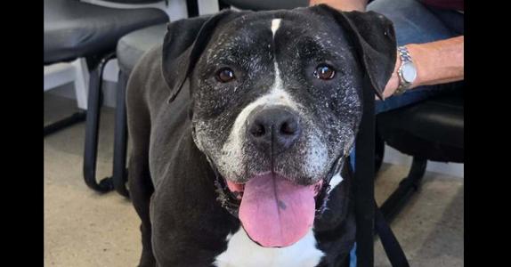 Cierra, American Pit Bull Terrier / Staffordshire Bull Terrier, senior, available for adoption
