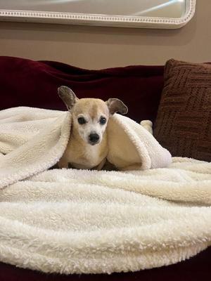 Chug, Chihuahua, available for adoption
