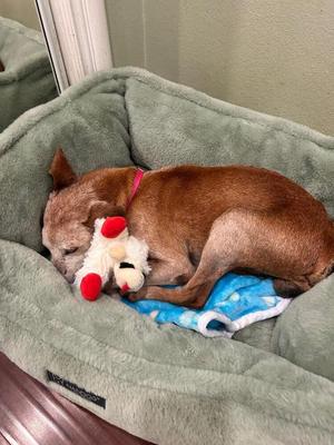 Celebrity, Miniature Pinscher / Jack Russell Terrier, available for adoption