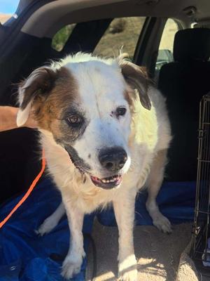 Calibrate, Australian Shepherd, senior, available for adoption