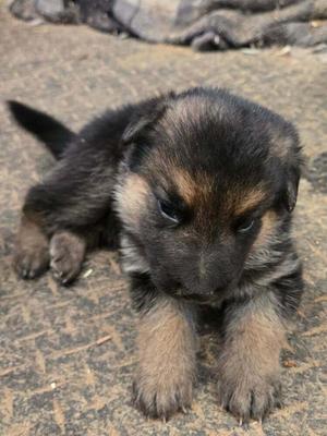 A small black and brown puppy lying on a concrete surface.