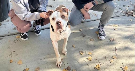 A brown and white pit bull stands on a sidewalk as two people crouch beside it, one on each side. The dog is looking directly at the camera.