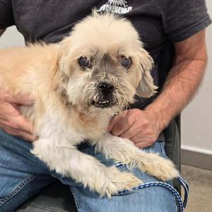 Cameo, Lhasa Apso / Shih Tzu, available for adoption