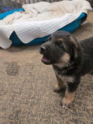 Carbonate, German Shepherd Dog, available for adoption