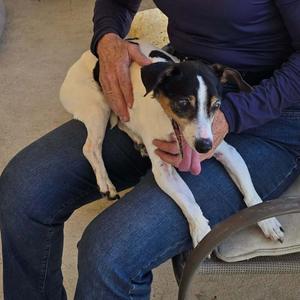 Coattails, Jack Russell Terrier, available for adoption