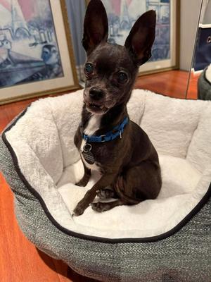 Chachki, Chihuahua, available for adoption