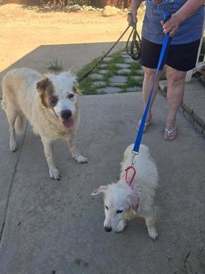 A person walking two dogs on a leash on a sidewalk.