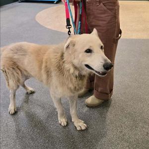 A light-colored dog with a fluffy neck stands on a patterned floor next to a person in brown pants.