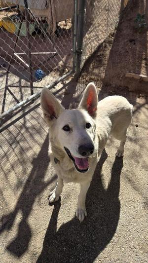 A white dog with pointed ears and a black nose stands in a fenced area, looking up with its mouth open and tongue out.
