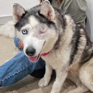 Camea, Husky, available for adoption