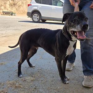 Circus, Labrador Retriever / Pit Bull Terrier, available for adoption