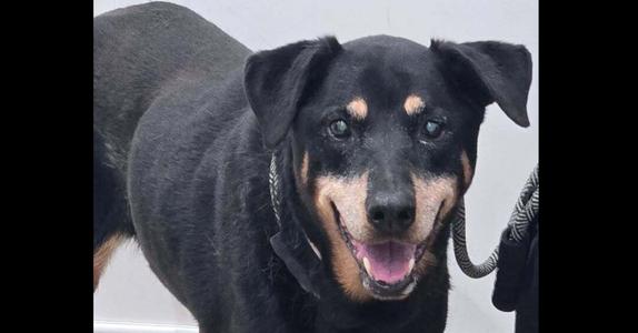 Claudia, Doberman Pinscher / Rottweiler, adult, available for adoption