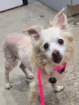 A small white dog with a pink leash and a black collar, standing on a concrete surface.