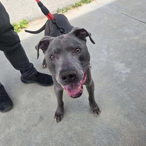 A grey pitbull mix dog looks directly at the camera with its tongue out and a leash attached to its collar.
