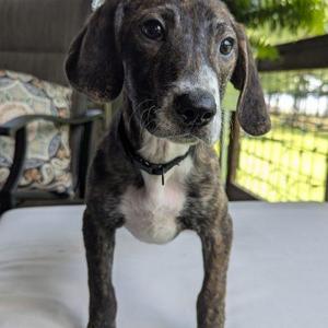 Radar, Beagle / Mixed Breed, puppy, available for adoption