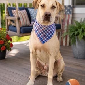 Sounder, Weimaraner / Yellow Labrador Retriever, young, available for adoption