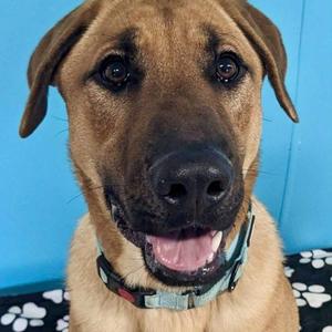 Archer, Labrador Retriever / German Shepherd Dog, young, available for adoption