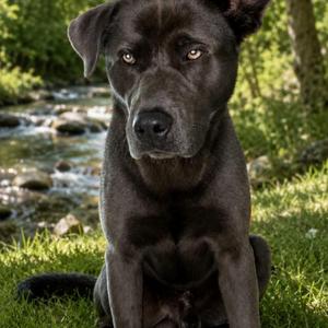 Samson, Black Labrador Retriever / Mixed Breed, adult, available for adoption
