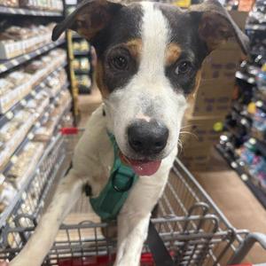 Cole, Beagle / Jack Russell Terrier, puppy, available for adoption