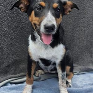 A black, brown, and white dog sitting on a blue blanket with its tongue out.