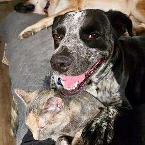 Buddy, Australian Cattle Dog / Blue Heeler / Mixed Breed, young, available for adoption