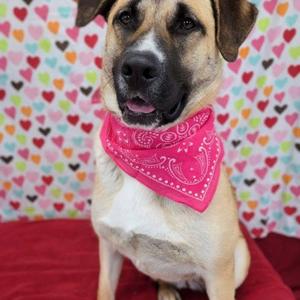 Zyla, Cattle Dog / Labrador Retriever, young, available for adoption
