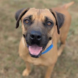 A brown dog with floppy ears and a blue collar, looking up with its tongue out.