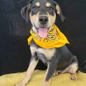 Queso, Labrador Retriever / Mixed Breed, puppy, available for adoption