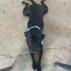 A black dog lying on a concrete surface, wearing a blue collar.