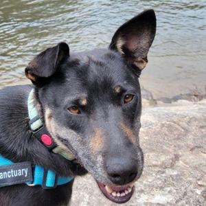 Sawyer, German Shepherd Dog / Labrador Retriever, young, available for adoption