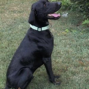 A black dog sitting on grass with its mouth open, wearing a light green collar.