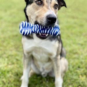 Cola, Shepherd / Mountain Cur, young, available for adoption