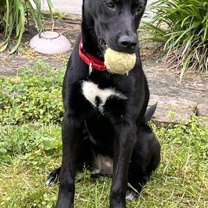 Lexi, Labrador Retriever / Mixed Breed, young, available for adoption
