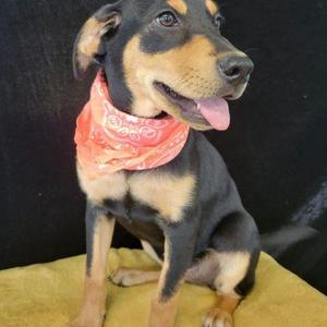 Quackers, Labrador Retriever / Terrier, puppy, available for adoption