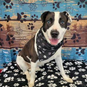 Domino, Labrador Retriever / Cattle Dog, adult, available for adoption