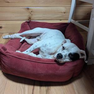 Willie, Boxer / American Staffordshire Terrier, young, available for adoption