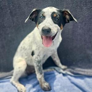Veto, Australian Cattle Dog / Blue Heeler / Mixed Breed, puppy, available for adoption