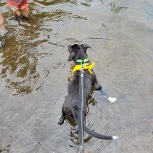 A black dog wearing a yellow bandana is standing in shallow water, looking up at the camera.