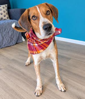 Hank, Beagle / Hound, young, available for adoption