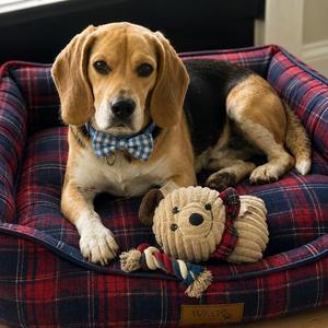 Little Benny, Beagle, young, available for adoption