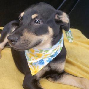 Quinoa, Labrador Retriever / Terrier, puppy, available for adoption