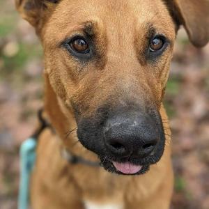 A close-up of a brown dog with a black nose and a pink tongue sticking out, wearing a blue collar.