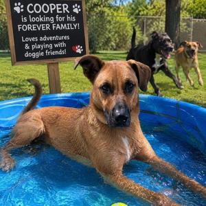 Cooper, Cattle Dog / Labrador Retriever, young, available for adoption