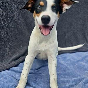 Vance, Australian Cattle Dog / Blue Heeler / Mixed Breed, puppy, available for adoption